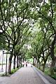黃連木03.jpg
