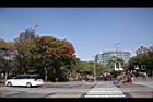 黃連木09.jpg