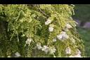 黃金串錢柳-花05.jpg