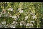 黃金串錢柳-花08.jpg