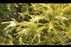 黃金串錢柳-花11.jpg
