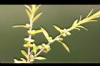 黃金串錢柳-花苞2.jpg