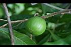 黃金果-青果.jpg