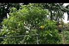 黃金果06.jpg
