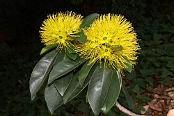黃金蒲桃-花序04.JPG