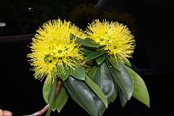 黃金蒲桃-花序05.JPG