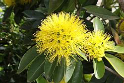 黃金蒲桃-花序06.JPG