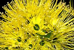黃金蒲桃-花04.JPG