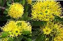 黃金蒲桃-花1.jpg