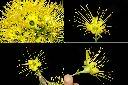 黃金蒲桃-花2.jpg