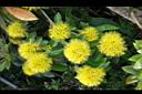 黃金蒲桃-花序00.JPG