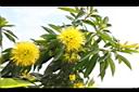 黃金蒲桃-花序02.JPG