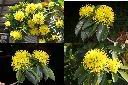 黃金蒲桃-花序1.jpg