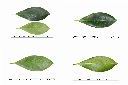 黃金蒲桃-葉1.jpg