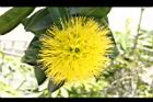 黃金蒲桃-花09.JPG