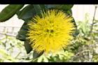 黃金蒲桃-花10.JPG