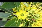黃金蒲桃-花27.JPG