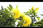 黃金蒲桃-花序07.JPG