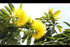 黃金蒲桃-花序08.JPG