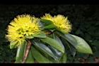 黃金蒲桃-花序12.JPG