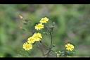 黃鵪菜-花02.jpg