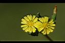 黃鵪菜-花20.jpg