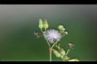 黃鵪菜-實08.jpg