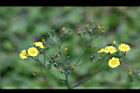 黃鵪菜-花00.jpg