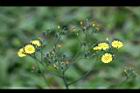 黃鵪菜-花01.jpg