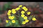 黃鵪菜-花06.jpg