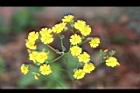 黃鵪菜-花07.jpg