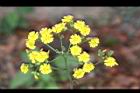 黃鵪菜-花08.jpg
