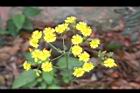黃鵪菜-花12.jpg
