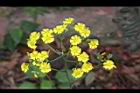 黃鵪菜-花14.jpg