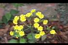黃鵪菜-花15.jpg
