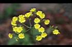 黃鵪菜-花16.jpg