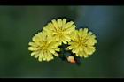 黃鵪菜-花18.jpg