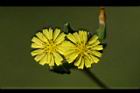 黃鵪菜-花21.jpg
