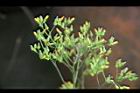 黃鵪菜-花序00.jpg