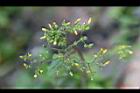 黃鵪菜-花序03.jpg