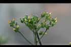 黃鵪菜-花序04.jpg
