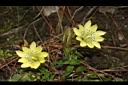 黑斑龍膽-花02.JPG