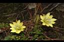 黑斑龍膽-花05.JPG