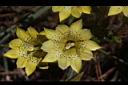 黑斑龍膽-花06.JPG
