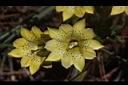 黑斑龍膽-花07.JPG