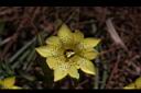 黑斑龍膽-花08.JPG