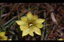 黑斑龍膽-花09.JPG