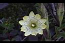 黑斑龍膽-花12.JPG