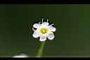 黑星櫻-花00.jpg