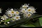黑星櫻-花06.JPG